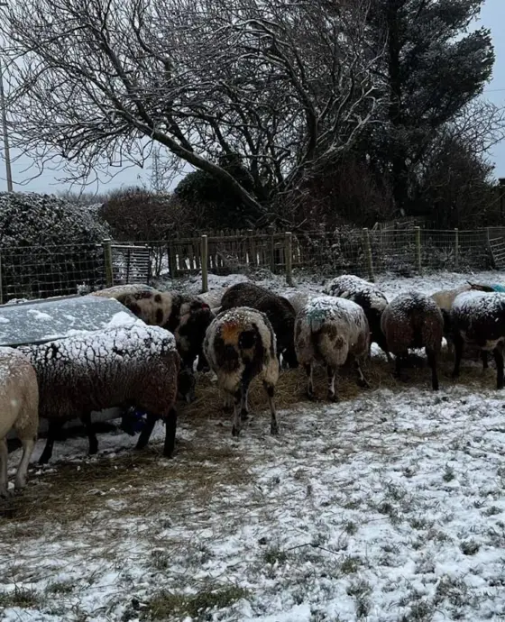 Available in Jedburgh